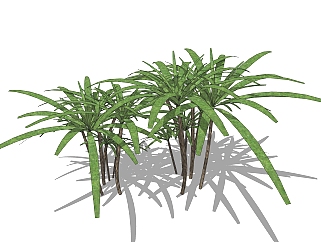 棕竹绿植sketchup模型，现代花卉植物skp文件下载