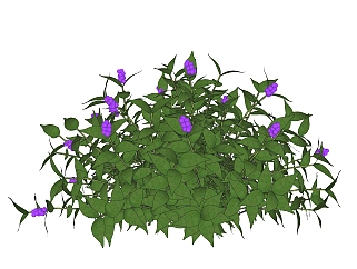 日本紫珠绿植sketchup模型，现代<em>观</em>花植物skp文件下载