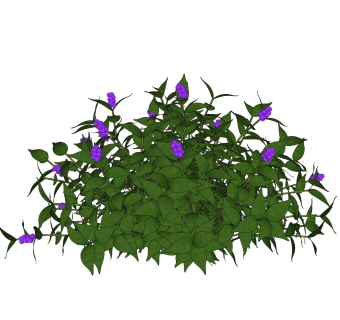 日本紫珠绿植sketchup模型，现代观花植物skp文件下载