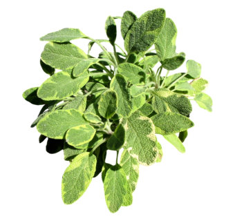 绵毛水苏草图大师模型，sketchup植物草模型下载