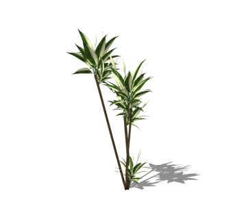 富贵竹灌木从skp文件下载，灌木地被sketchup模型下载