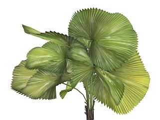 圆叶刺轴榈绿植sketchup模型，室内观叶植物skp文件下载