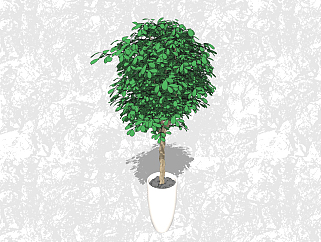 榕树盆栽草图大师模型下载，家居植物盆景sketchup模型