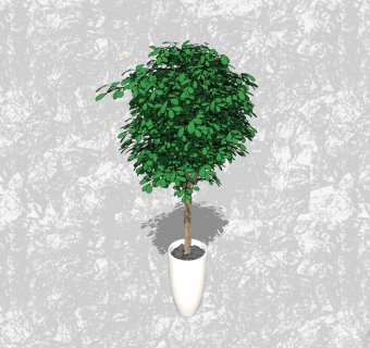 榕树盆栽草图大师模型下载，家居植物盆景sketchup模型