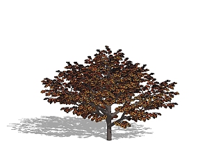 紫叶李景观<em>树SU模型</em>免费下载，植物树草图大师模型