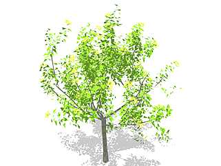 栾树乔木sketchup素材，景观绿植草图大师模型下载