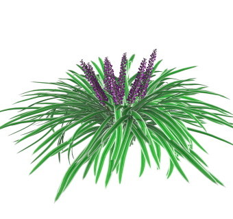 阔叶山麦冬绿植sketchup模型，现代观花植物skp文件下载