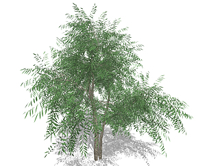  柳树乔木草图大师模型，景观绿植sketchup素材下载