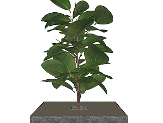橡皮<em>树盆栽</em>植物su模型，园艺花草sketchup模型下载
