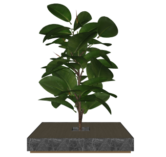 橡皮树盆栽植物su模型，园艺花草sketchup模型下载