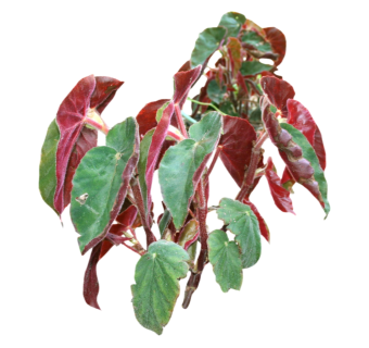 现代植物秋海棠su模型下载，秋海棠草图大师模型分享