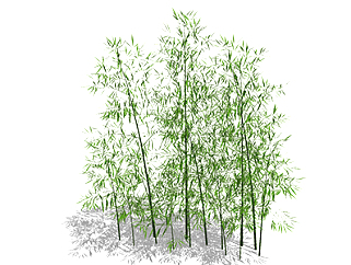早园竹植物su模型，<em>景观绿植</em>草图大师模型下载
