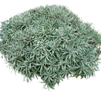 兰松草图大师模型，sketchup植物草模型下载