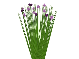 大花葱绿植sketchup模型，现代<em>花卉</em>植物skp文件下载