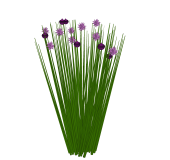 大花葱绿植sketchup模型，现代花卉植物skp文件下载