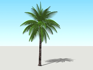 现代椰子树免费su模型下载、椰子树草图大师模型下载