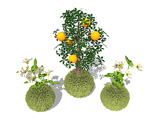 甜橙盆栽sketchup模型，手绘<em>绿植</em>草图大师模型下载