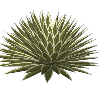 龙舌兰绿植sketchup模型，现代观叶植物skp文件下载