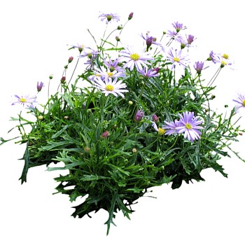 现代植物鹅河菊su模型下载，草图大师鹅河菊模型分享