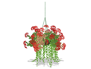 天竺葵现代植物su模型，绿植<em>花草</em>图大师模型下载