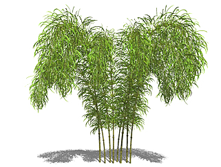 <em>斑竹</em>植物su模型，景观绿植草图大师模型下载
