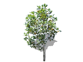 马褂木景观树免费su模型下载、景观树草图大师模型下载