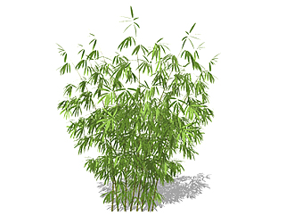 粉绿<em>竹</em>植物su模型，景观绿植草图大师模型下载
