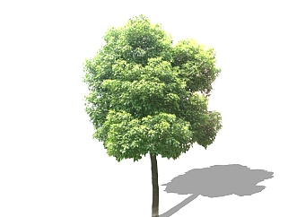 <em>樟</em>景观树免费su模型下载、景观树草图大师模型下载