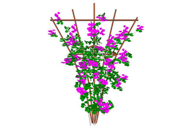 光叶子花现代植物su模型，绿植花草图大师模型下载