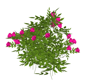 芍药绿植sketchup模型，现代观花植物skp文件下载