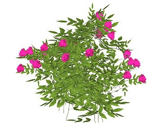 芍药绿植sketchup模型，现代观花植物skp文件下载