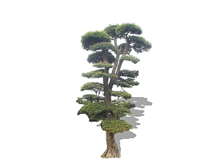 罗汉<em>松</em>景观树组件免费su模型下载、景观树草图大师模型...