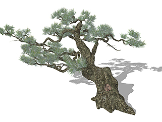 罗汉<em>松</em>乔木sketchup素材，景观绿植草图大师模型下载