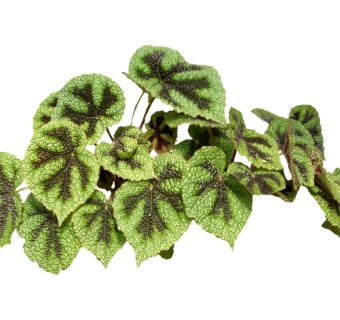 现代植物秋海棠su模型下载，秋海棠草图大师模型分享