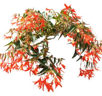 现代植物秋海棠su模型下载，秋海棠草图大师模型分享