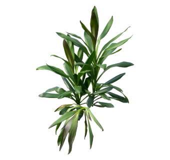 也门铁草图大师模型，sketchup植物草模型下载