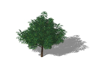 皂荚景观<em>树</em>skb模型分享，植物皂荚<em>树</em>草图大师模型