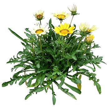 现代植物勋章菊su模型下载，勋章菊草图大师模型分享