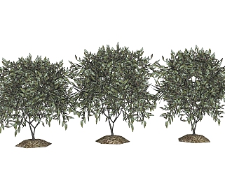 冬青灌木丛sketchup模型，常绿灌木skp文件下载