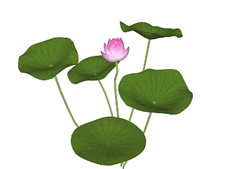 荷花绿植sketchup模型，现代<em>花卉植物</em>skp文件下载