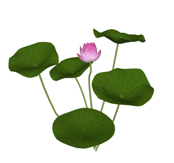 荷花绿植sketchup模型，现代花卉植物skp文件下载