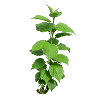 大花秋葵草图大师模型，sketchup植物草模型下载