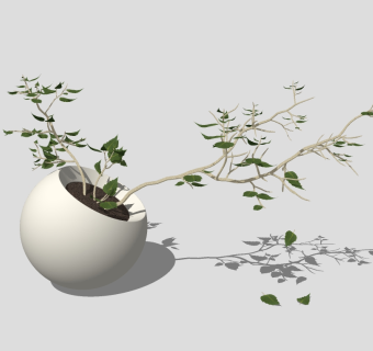 现代植物盆栽草图大师模型，络石sketchup模型