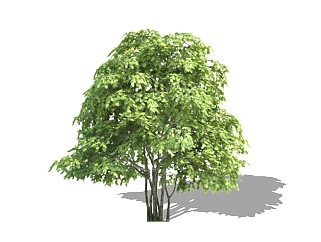 红豆树景观树免费su模型下载、景观树草图大师模型下载