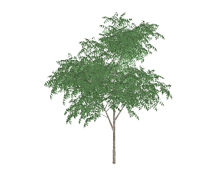 <em>无患子</em>景观树免费su模型下载、景观树草图大师模型下载