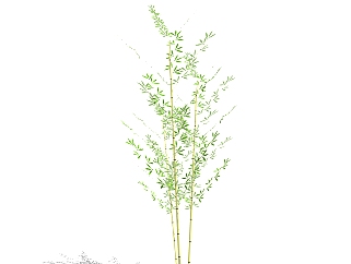 慈竹sketchup模型，<em>现代花卉</em>植物skp文件下载