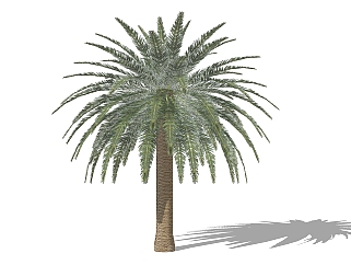 现代椰子树<em>免费su模型下载</em>、椰子树草图大师模型下载