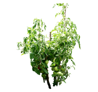 西红柿su模型免费下载，草图大师植物草模型分享