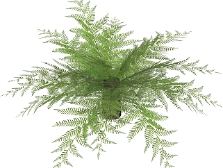 桫椤绿植sketchup模型，现代观叶植物skp文件下载