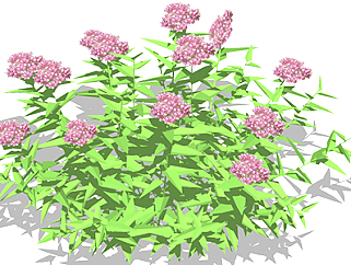 绣线菊现代植物su模型，绿植花草图大师模型下载